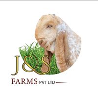 jsgoatsfarmrawalpindi