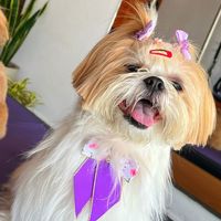 clarinha.shihtzu
