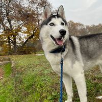 nanouk.huskysiberian