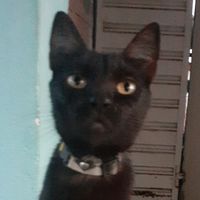 pretta_e_as_gatinhas