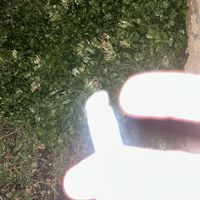 original sound