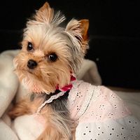 sukisukiyorkie