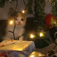 оригинальный звук