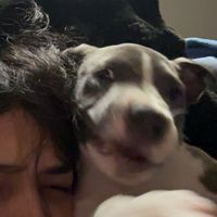 .strawberrry.shortcake