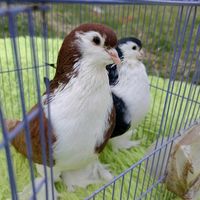 fancy.pigeons.nji