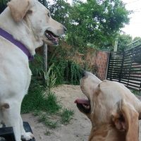 amigosperrunos02
