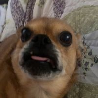 mela.is_beast