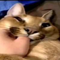 оригинальный звук