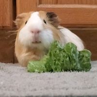 swsarktmcdnanimals