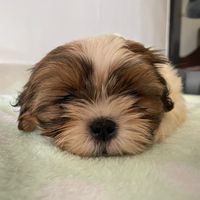 dokielshihtzu