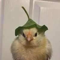 original sound - pomy.w