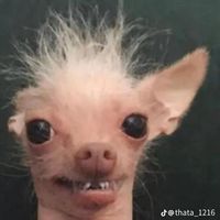 vovomaloka_oficial_