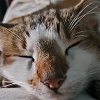 original sound - uniaina