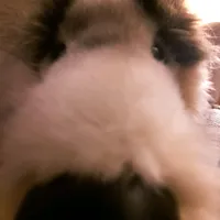 original sound - sparklecringe