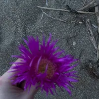 original sound - elsrot