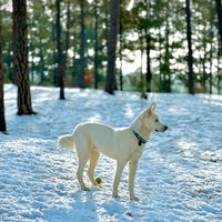 bluethehusky23