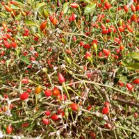 mijardin79