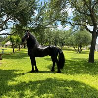 3starsranch