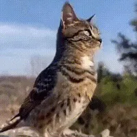 original sound - crispyleaks