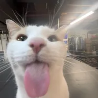 did you say daddys home