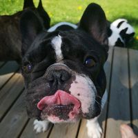 friedrichs_frenchies