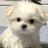 tiktokmusic_20