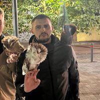 оригінальний звук