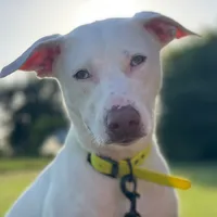 original sound - catahoulaxsunny