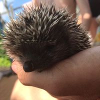 оригинальный звук