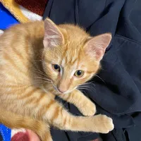 U guys r gæ 4 using this