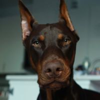 roycethereddobie