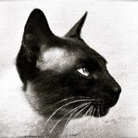 original sound - Daily Katz