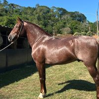 harasbaraodomontealto