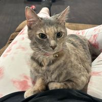 chicken.nugs.for.dinner