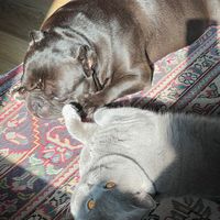 pawwrestle