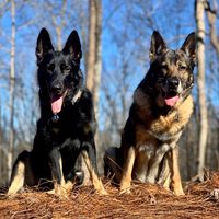 k9_arras_and_aya