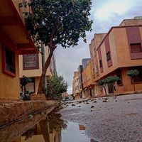 صوت صفير البلبل ياسين محتان