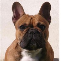 pumbalebouledogue