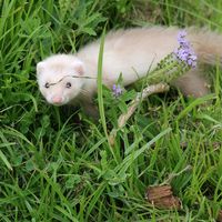 kimmy.the.ferret