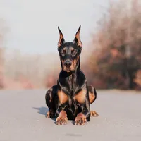original sound - dobie_mimi