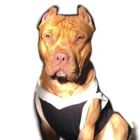 thorpitmonster01