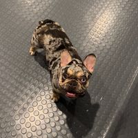 stackedbulliesfrenchies