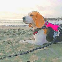 beaglegiambella