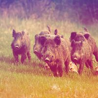 500_feral_hogs