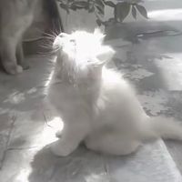 tokyokittyss