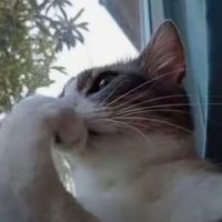 Thick of it 1950s edition