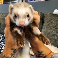 boston_ferret_dad