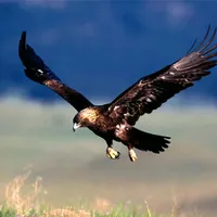 original sound - edulima265