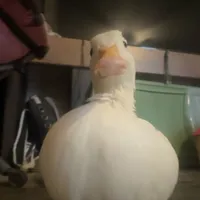 original sound - iionexsistz