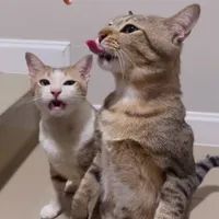 original sound - numpun_yogert